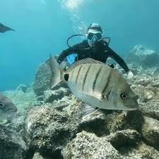 Image result for Canary Divers