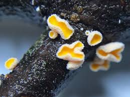 Attēlu rezultāti vaicājumam “Ombrophila violacea spores”