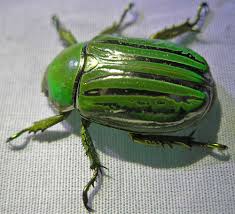 Attēlu rezultāti vaicājumam “Scarabaeidae”