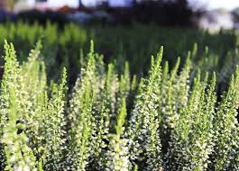 Attēlu rezultāti vaicājumam “Calluna vulgaris leaf”
