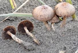 Attēlu rezultāti vaicājumam “Psathyrella pygmaea”