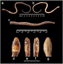 Attēlu rezultāti vaicājumam “Badhamia bethelii stalked”
