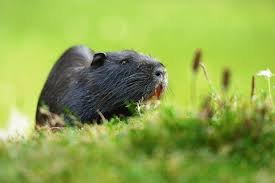 Attēlu rezultāti vaicājumam “Ondatra zibethicus”