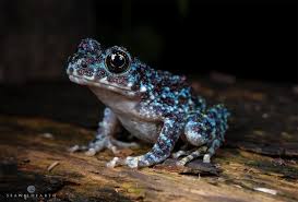 Attēlu rezultāti vaicājumam “Ranidae”