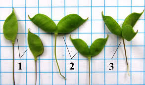 Attēlu rezultāti vaicājumam “Isopyrum thalictroides”