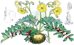 Attēlu rezultāti vaicājumam “Berberidaceae”