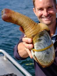 Image result for geoduck