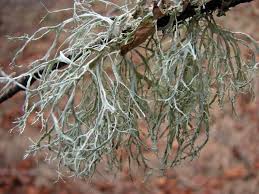 Attēlu rezultāti vaicājumam “Ramalina farinacea”