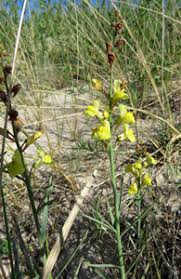 Attēlu rezultāti vaicājumam “Linaria loeselii”