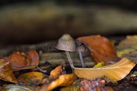 Attēlu rezultāti vaicājumam “Mycena stipata”