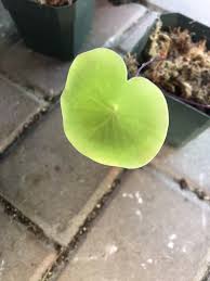 Attēlu rezultāti vaicājumam “Utricularia x neglecta leaf”