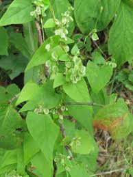 Attēlu rezultāti vaicājumam “Fallopia dumetorum fruit”