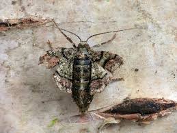 Attēlu rezultāti vaicājumam “Agriopis marginaria”