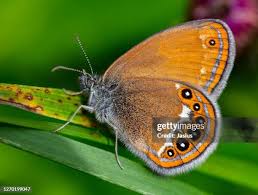 Attēlu rezultāti vaicājumam “Coenonympha hero”