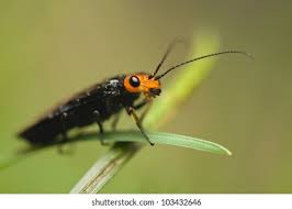 Attēlu rezultāti vaicājumam “Acantholyda erythrocephala”