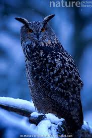 Attēlu rezultāti vaicājumam “Bubo bubo”