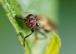 Attēlu rezultāti vaicājumam “Tetanops myopina”