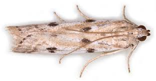 Attēlu rezultāti vaicājumam “Phycitodes binaevella”