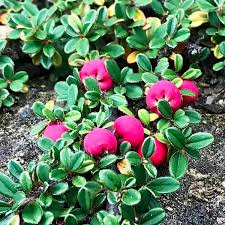 Attēlu rezultāti vaicājumam “Cotoneaster multiflorus leaf”