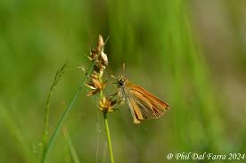 Attēlu rezultāti vaicājumam “Thymelicus sylvestris female”