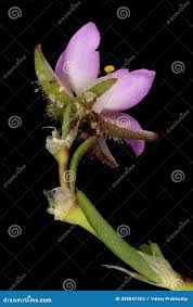 Attēlu rezultāti vaicājumam “Spergularia rubra flower”