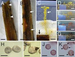 Attēlu rezultāti vaicājumam “Badhamia nitens”