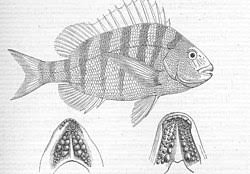 Image result for Archosargus probatocephalus