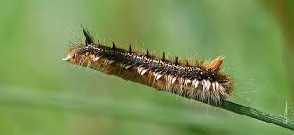 Attēlu rezultāti vaicājumam “Euthrix potatoria larva”