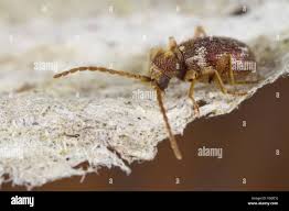 Attēlu rezultāti vaicājumam “Ptinus sp. female”