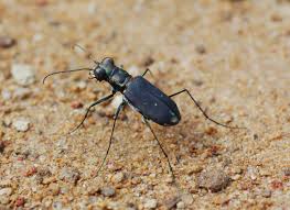 Attēlu rezultāti vaicājumam “Carabidae”