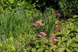 Image result for Rodgersia chocolate wings