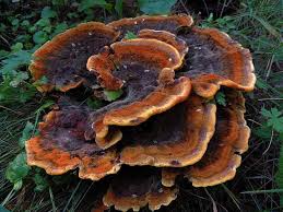 Attēlu rezultāti vaicājumam “Phaeolus schweinitzii”