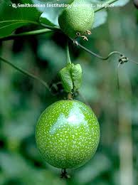 Attēlu rezultāti vaicājumam “Poa angustifolia fruit”