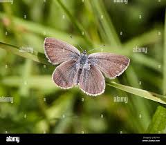 Attēlu rezultāti vaicājumam “Cupido minimus female”