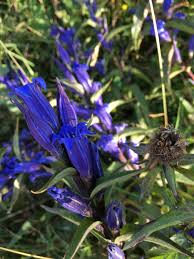 Attēlu rezultāti vaicājumam “Gentiana pneumonanthe leaf”