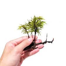 Attēlu rezultāti vaicājumam “Climacium dendroides sporophyte”