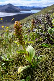 Attēlu rezultāti vaicājumam “Coeloglossum viride flower”