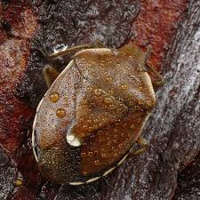 Attēlu rezultāti vaicājumam “Chlorochroa pinicola”