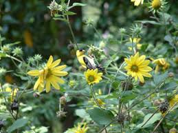 Attēlu rezultāti vaicājumam “Helianthus tuberosus leaf”