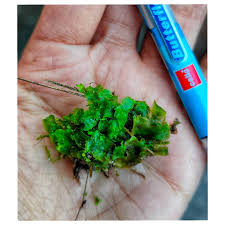 Attēlu rezultāti vaicājumam “Pellia endiviifolia sporophyte”