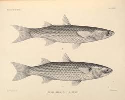 Image result for Mugil liza