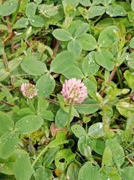 Attēlu rezultāti vaicājumam “Trifolium fragiferum”