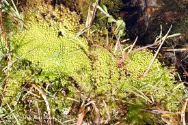 Attēlu rezultāti vaicājumam “Fontinalis antipyretica subsp. gracilis”