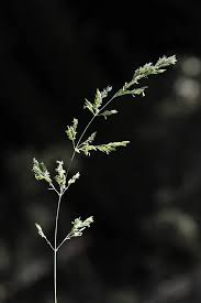 Attēlu rezultāti vaicājumam “Poa nemoralis”