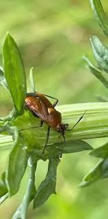 Attēlu rezultāti vaicājumam “Stenotus binotatus male”