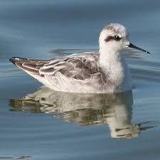 Attēlu rezultāti vaicājumam “Phalaropus lobatus”