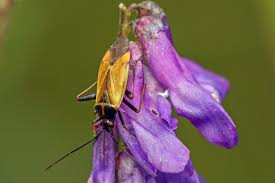 Attēlu rezultāti vaicājumam “Adelphocoris seticornis”