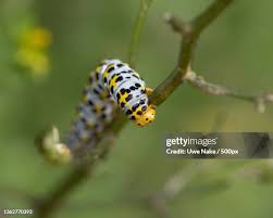 Attēlu rezultāti vaicājumam “Shargacucullia scrophulariae”