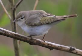 Image result for Phylloscopus orientalis