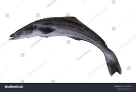 Image result for Rachycentron canadum